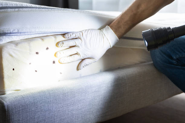 Best Termite Control Services  in Locust Fork, AL