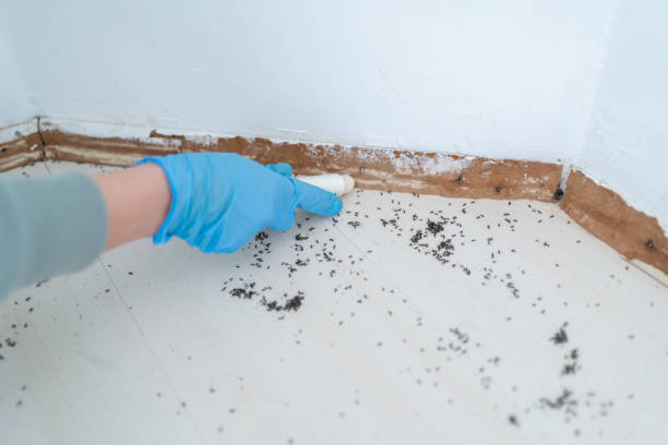 Best Mosquito Control Services  in Locust Fork, AL